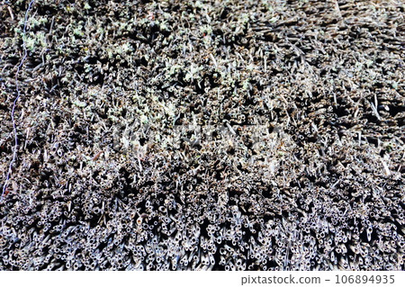 thatched roof texture 106894935