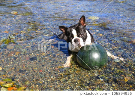 Mighty, a cute Boston terrier, watches over a watermelon chilled in the clear stream of the Miyako River ♡ 106894936