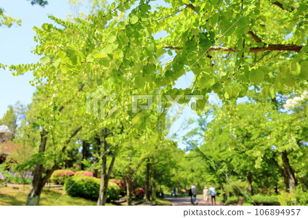 Leaves of fresh green wigs 106894957