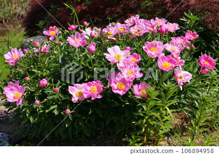 Peony flowers in full bloom 106894958