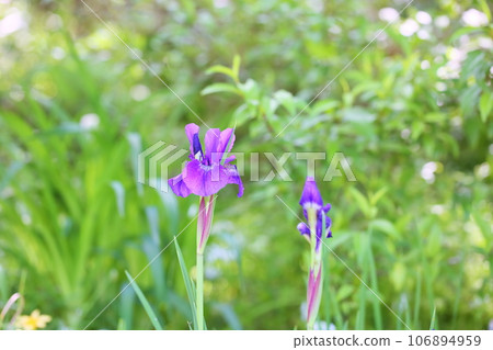 Iris flower 106894959