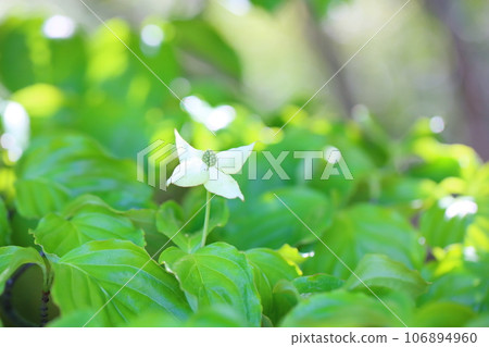 Pokeweed flower 106894960