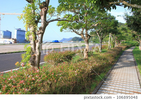 Street trees planted beside the sidewalk Street trees planted beside the sidewalk 106895048