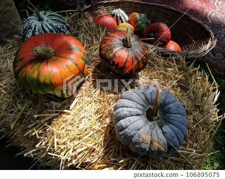 Gray pumpkin and several orange pumpkins on straw. Botanical variety of pumpkins. Vegetables zucchini and squash. Halloween symbol. Autumn harvest. Allhalloween, All Hallows Eve, or All Saints Eve Gray pumpkin and several orange pumpkins on straw. Botanical variety of pumpkins. Vegetables zucchini and squash. Halloween symbol. Autumn harvest. Allhalloween, All Hallows Eve, or All Saints Eve 106895075