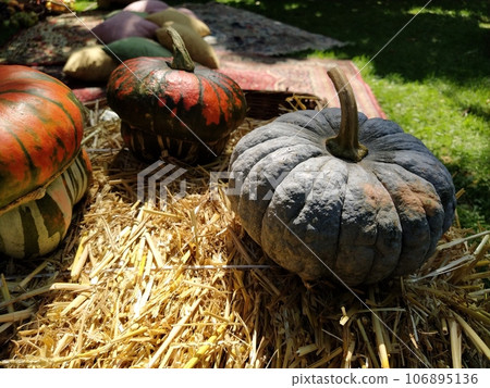 Gray pumpkin and several orange pumpkins on straw. Botanical variety of pumpkins. Vegetables zucchini and squash. Halloween symbol. Autumn harvest. Allhalloween, All Hallows Eve, or All Saints Eve Gray pumpkin and several orange pumpkins on straw. Botanical variety of pumpkins. Vegetables zucchini and squash. Halloween symbol. Autumn harvest. Allhalloween, All Hallows Eve, or All Saints Eve 106895136