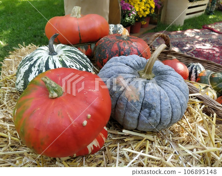 Gray pumpkin and several orange pumpkins on straw. Botanical variety of pumpkins. Vegetables zucchini and squash. Halloween symbol. Autumn harvest. Allhalloween, All Hallows Eve, or All Saints Eve 106895148