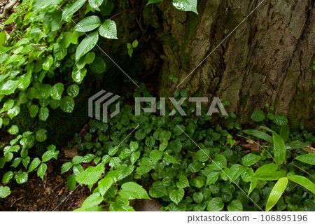 在森林中一棵大樹的根部發現的野花 106895196