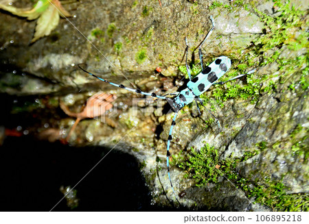 藍天藍的機身顏色，華麗又時尚。 106895218