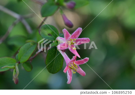 Small flowers of Uguisukagra Small flowers of Uguisukagra 106895250