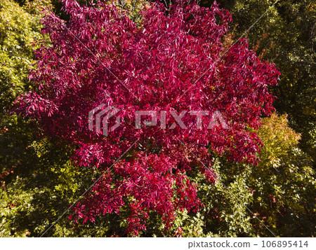 Vibrant Autumn Colors in Wisconsin USA 106895414