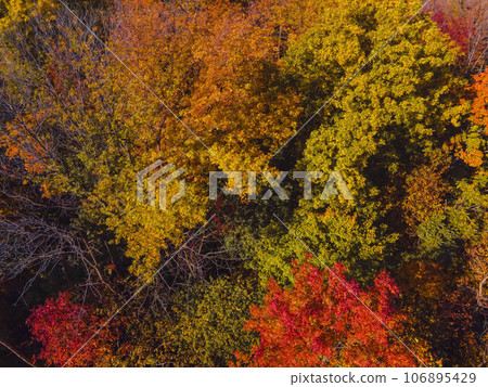 Colors of Autumn in Nature 106895429