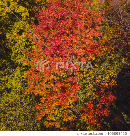 Colors of Autumn in Nature Colors of Autumn in Nature 106895430