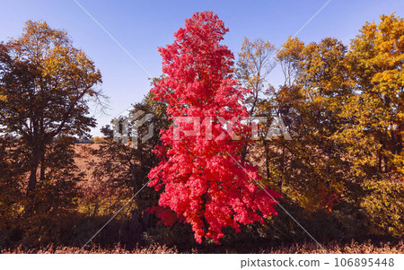 Autumn Red in a Wisconsin Field 106895448