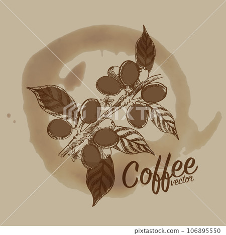 Vector illustration of Specialty coffee,  Branches of coffee tree with leaves and berry 106895550