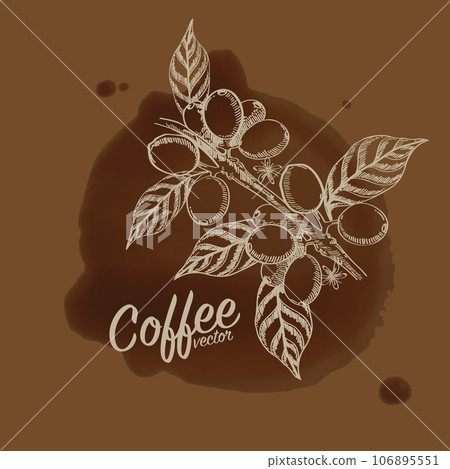 Vector illustration of Specialty coffee,  Branches of coffee tree with leaves and berry 106895551