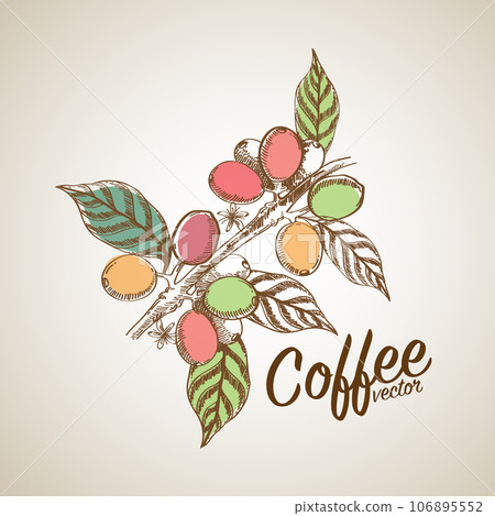 Vector illustration of Specialty coffee,  Branches of coffee tree with leaves and berry 106895552