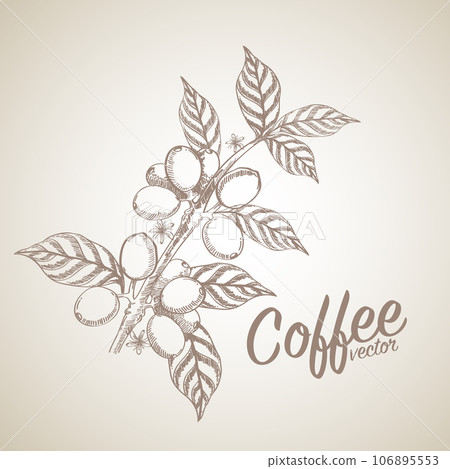 Vector illustration of Specialty coffee,  Branches of coffee tree with leaves and berry 106895553