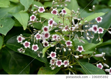 Hexokazura flowers Hexokazura flowers 106895892