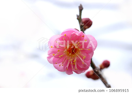李子 李子 106895915