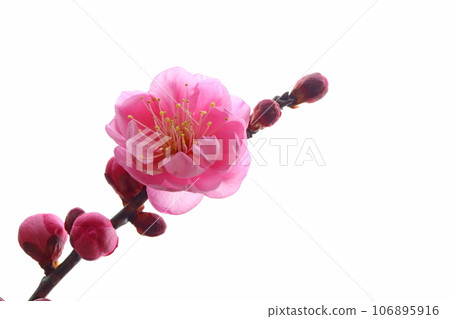 李子 106895916