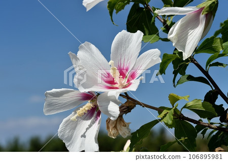 Mukugawa no Hana 106895981
