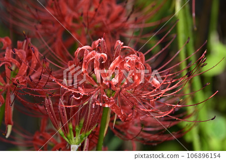 Cluster amaryllis 106896154