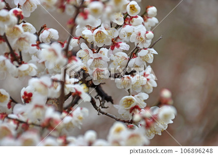 李子 李子 106896248