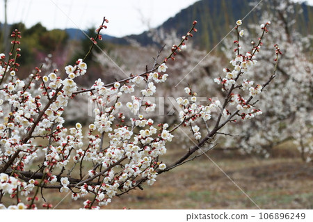 Plum Plum 106896249