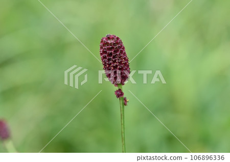 Flower of a bite 106896336