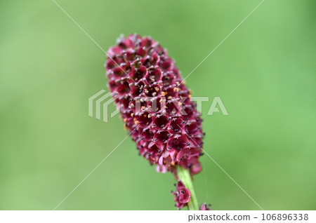 Flower of a bite 106896338