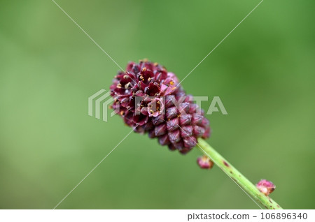 Flower of a bite Flower of a bite 106896340