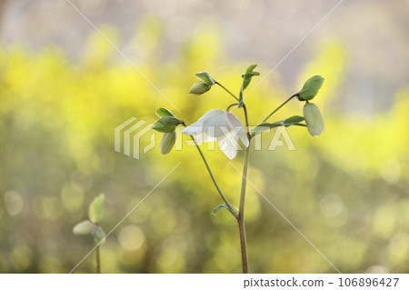 Christmas rose 106896427