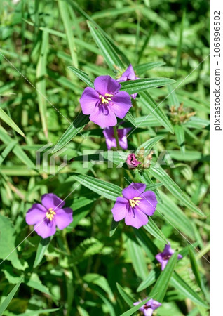 Himeno button flower 106896502