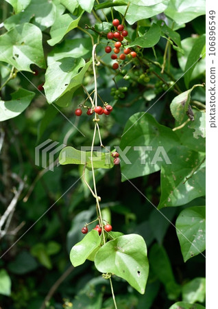 Honeysuckle fruit 106896549