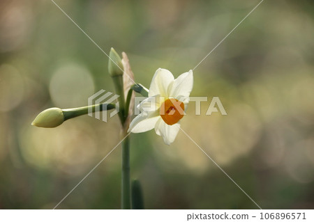 Narcissus Narcissus 106896571