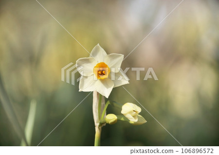 Narcissus Narcissus 106896572