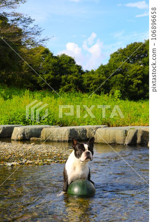 強大的波士頓梗犬在宮古川清澈的水中守護著冰鎮的西瓜♡ 強大的波士頓梗犬在宮古川清澈的水中守護著冰鎮的西瓜♡ 106896658