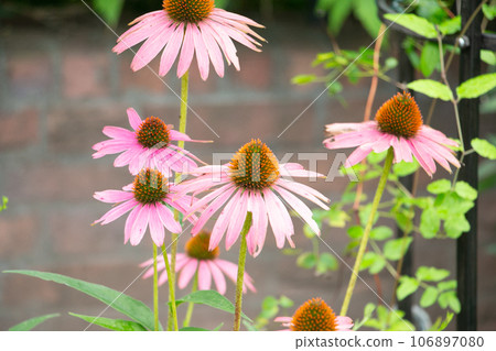 松果 松果 106897080