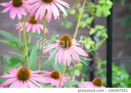 Echinacea Echinacea 106897081