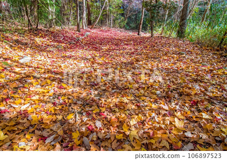 Late autumn promenade [Mie Prefectural Forest] 106897523