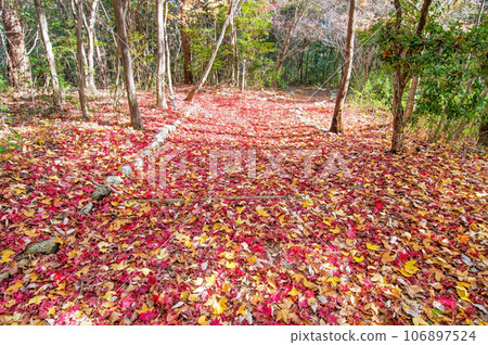 深秋散步道【三重縣立森林】 106897524