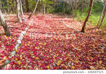 深秋散步道【三重縣立森林】 深秋散步道【三重縣立森林】 106897525