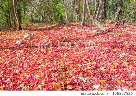 Late autumn promenade [Mie Prefectural Forest] 106897526
