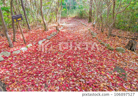 深秋散步道【三重縣立森林】 106897527