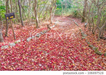 深秋散步道【三重縣立森林】 深秋散步道【三重縣立森林】 106897528
