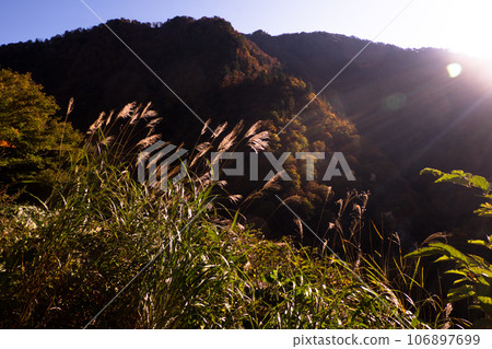 Susukino no Eki illuminated by the morning sun, autumn leaves, Kurobe Gorge horizontal trail trekking in autumn Susukino no Eki illuminated by the morning sun, autumn leaves, Kurobe Gorge horizontal trail trekking in autumn 106897699