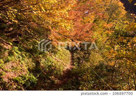 Autumn Kurobe Gorge Horizontal Trail Trekking with Yellow Autumn Leaves Autumn Kurobe Gorge Horizontal Trail Trekking with Yellow Autumn Leaves 106897700