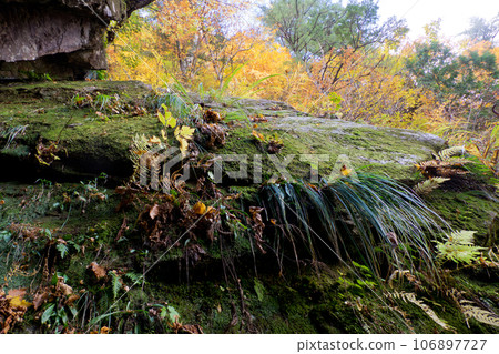 Trekking on a moss-covered rock with yellow leaves on a horizontal walkway Trekking on a moss-covered rock with yellow leaves on a horizontal walkway 106897727