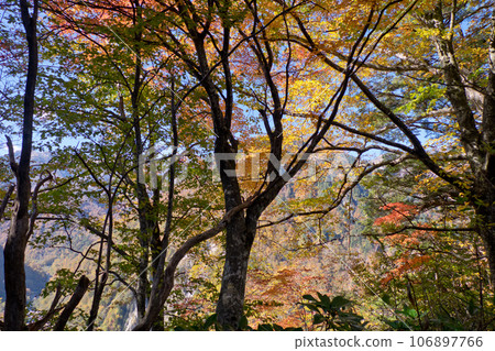 欅平獅子坂附近，紅葉，紅葉，黑部峽谷水平步行徒步旅行 106897766