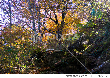 欅平獅子坂附近，紅葉，紅葉，黑部峽谷水平步行徒步旅行 106897767